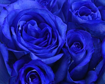 Fresh Blue Roses | Wholesale Tinted Roses | Wedding Roses | Fresh Roses Gift | Party Roses | Roses for Her | Flowers Gift for Her
