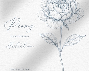 Ilustración de flor de peonía dibujada a mano / Clipart botánico vintage / Archivos PNG SVG EPS para invitaciones de boda y decoración