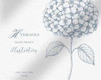 Flores de boda de hortensias vintage / Hortensias dibujadas a mano / Clipart de hortensias / Flores vintage dibujadas a mano / PNG SVG EPS/