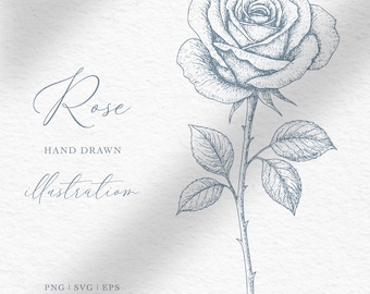 Ilustración de rosa dibujada a mano / Clipart botánico vintage / Archivos PNG SVG EPS para invitaciones y decoración de boda / Descarga digital