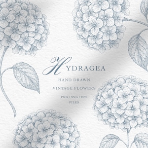 May include: A digital illustration featuring detailed, hand-drawn blue hydrangea flowers. The image includes the word "Hydrangea" in elegant script, along with the text "Hand Drawn Vintage Flowers" and file type information. The design has a vintage aesthetic.
