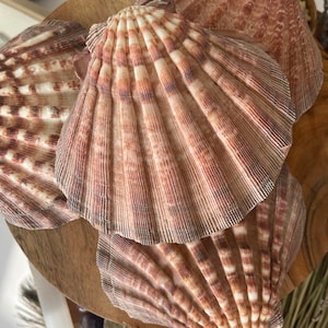 LIONS PAW SHELL 5-7 inch very high quality hand picked Wholesale prices ,Shipped out next day perfect for incense burning , Jewelery holder.