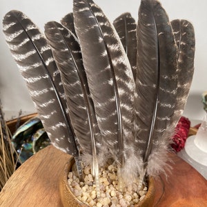 Natural Turkey Feathers, Smudging Feathers, Feathers For Smudging or Decoration, Ethically sourced feathers, Spiritual Feathers. image 9