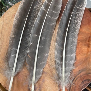 May include: Three gray and white feathers with a white shaft. The feathers are arranged in a row on a wooden surface.