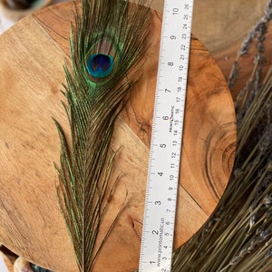 USA Natural PEACOCK FEATHERS, 10 12 Big Eye Natural Peacock Tail, Iridescent Peacock Tail, Iridescent Peacock Eye Tail, Peacock Eye Tail image 9