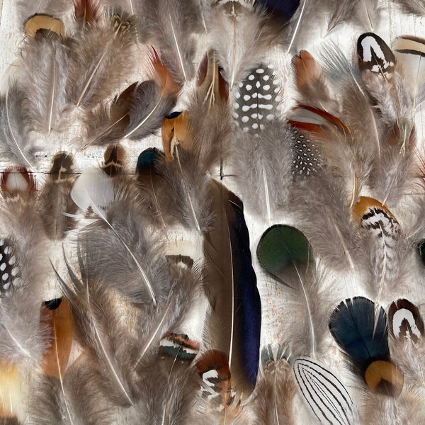 All Natural Feather Assortment, 50 Pieces mix  Short 1.5-6.5 inches, Colorful natural Feathers, Ethically sourced, Uncommon Feathers,