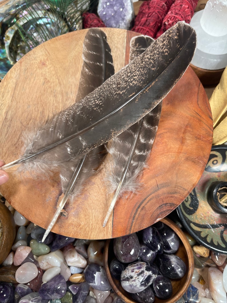 May include: Three brown and white feathers with a speckled pattern on a wooden surface. The feathers are arranged in a fan shape and are surrounded by small stones.
