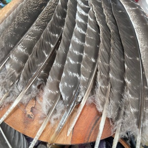 Natural Turkey Feathers, Smudging Feathers, Feathers For Smudging or Decoration, Ethically sourced feathers, Spiritual Feathers. image 3