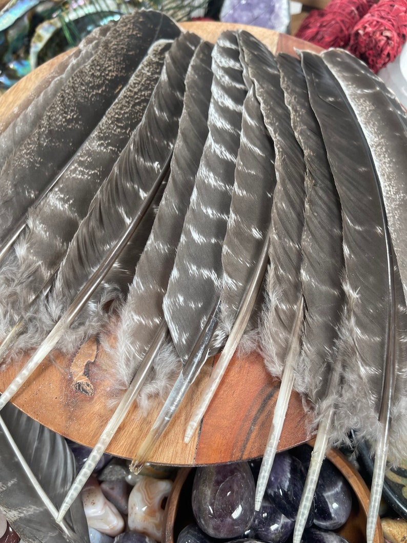 May include: A collection of gray and white turkey feathers with white quills. The feathers are arranged in a fan shape on a wooden surface.