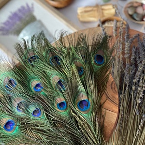 USA Natural PEACOCK FEATHERS, 10 12 Big Eye Natural Peacock Tail, Iridescent Peacock Tail, Iridescent Peacock Eye Tail, Peacock Eye Tail image 5