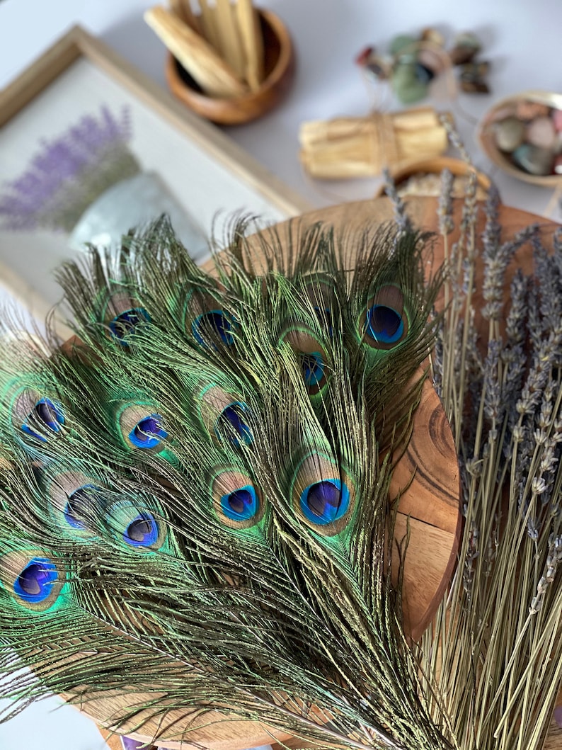 USA Natural PEACOCK FEATHERS, 10 12 Big Eye Natural Peacock Tail, Iridescent Peacock Tail, Iridescent Peacock Eye Tail, Peacock Eye Tail image 5