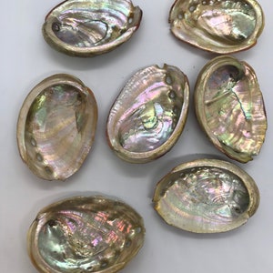 Abalone Sea Shell 3&quot; - 3.5&quot; - For Smudging, Burning Sage Sticks, Incense, Crafts, Display etc