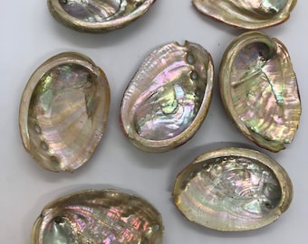 Abalone Sea Shell 3" - 3.5" - For Smudging, Burning Sage Sticks, Incense, Crafts, Display etc