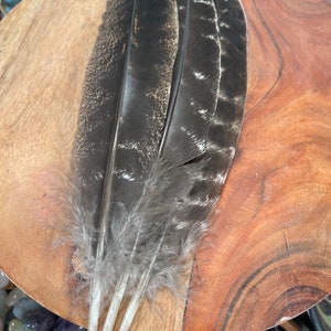 Natural Turkey Feathers, Smudging Feathers, Feathers For Smudging or Decoration, Ethically sourced feathers, Spiritual Feathers. image 7
