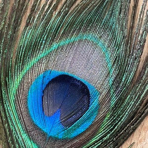 USA Natural PEACOCK FEATHERS, 10 12 Big Eye Natural Peacock Tail, Iridescent Peacock Tail, Iridescent Peacock Eye Tail, Peacock Eye Tail image 2