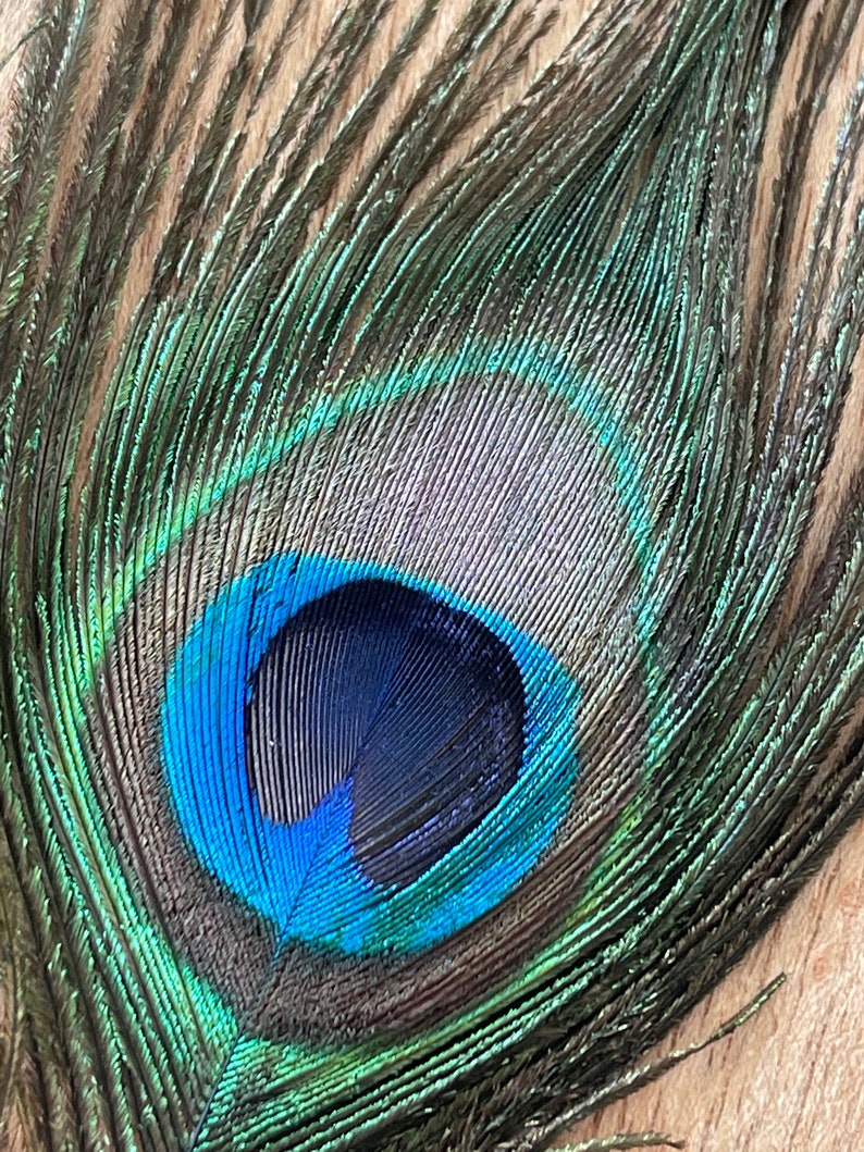 USA Natural PEACOCK FEATHERS, 10 12 Big Eye Natural Peacock Tail, Iridescent Peacock Tail, Iridescent Peacock Eye Tail, Peacock Eye Tail image 2