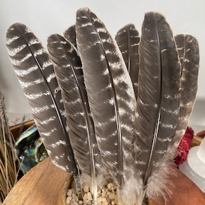 Natural Turkey Feathers, Smudging Feathers, Feathers For Smudging or Decoration, Ethically sourced feathers, Spiritual Feathers. image 1