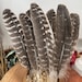 see more listings in the Feathers section