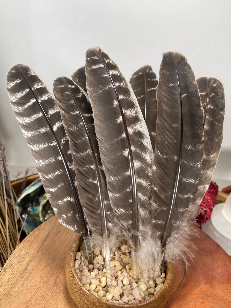 Natural Turkey Feathers, Smudging Feathers, Feathers For Smudging or Decoration, Ethically sourced feathers, Spiritual Feathers. image 1