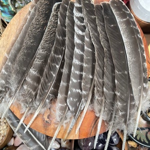 Natural Turkey Feathers, Smudging Feathers, Feathers For Smudging or Decoration, Ethically sourced feathers, Spiritual Feathers. image 2