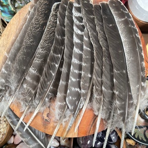 May include: A bundle of 10 gray and white feathers with white tips. The feathers are arranged in a fan shape on a wooden surface.