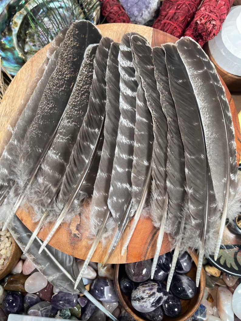 May include: A bundle of 10 gray and white feathers with white tips. The feathers are arranged in a fan shape on a wooden surface.