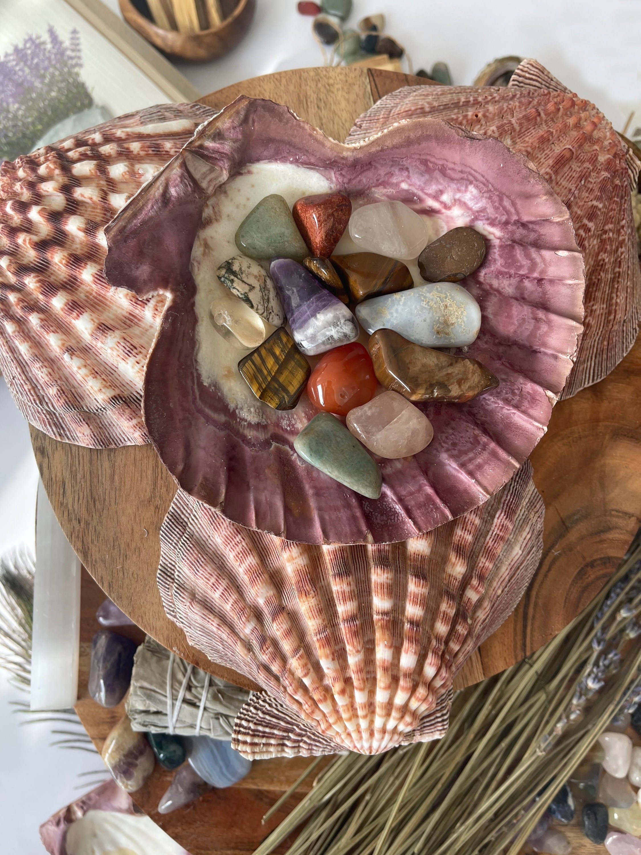 LIONS PAW SHELL 5-7 Inch Very High Quality Hand Picked | Etsy