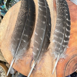 May include: Three brown and white feathers with white quills on a wooden surface.