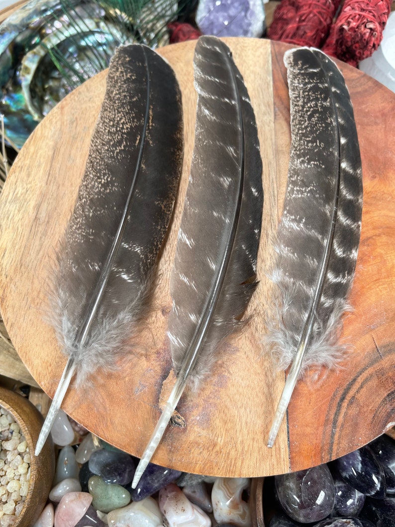 May include: Three brown and white feathers with white quills on a wooden surface.