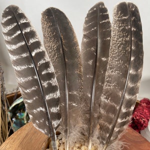 Natural Turkey Feathers, Smudging Feathers, Feathers For Smudging or Decoration, Ethically sourced feathers, Spiritual Feathers. image 8