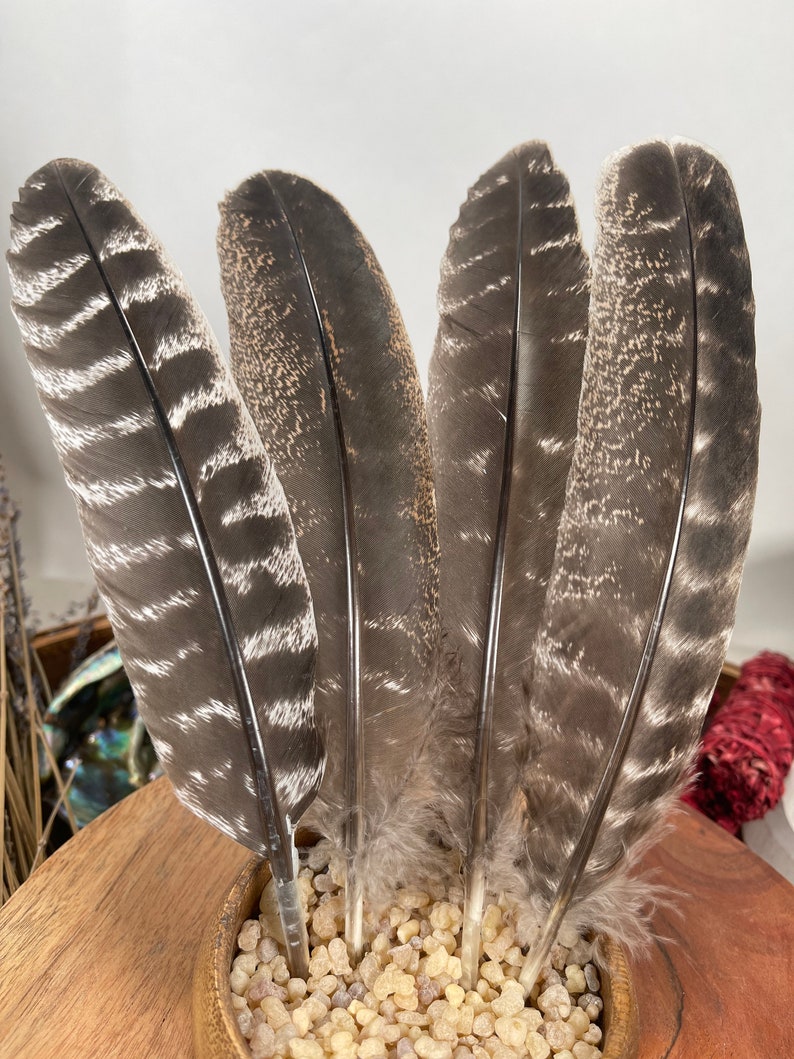 May include: Four brown and white feathers with a speckled pattern, arranged in a vase with small, light brown stones.