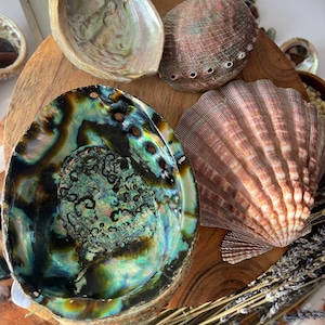 3-7 IN  Green Abalone Sea Shell ,Incense burner, Sea Shell, Chameleon Abalone Shell, Wholesale Abalone Shell