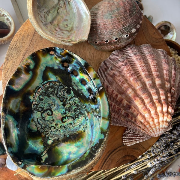 3-7 IN  Green Abalone Sea Shell ,Incense burner, Sea Shell, Chameleon Abalone Shell, Wholesale Abalone Shell