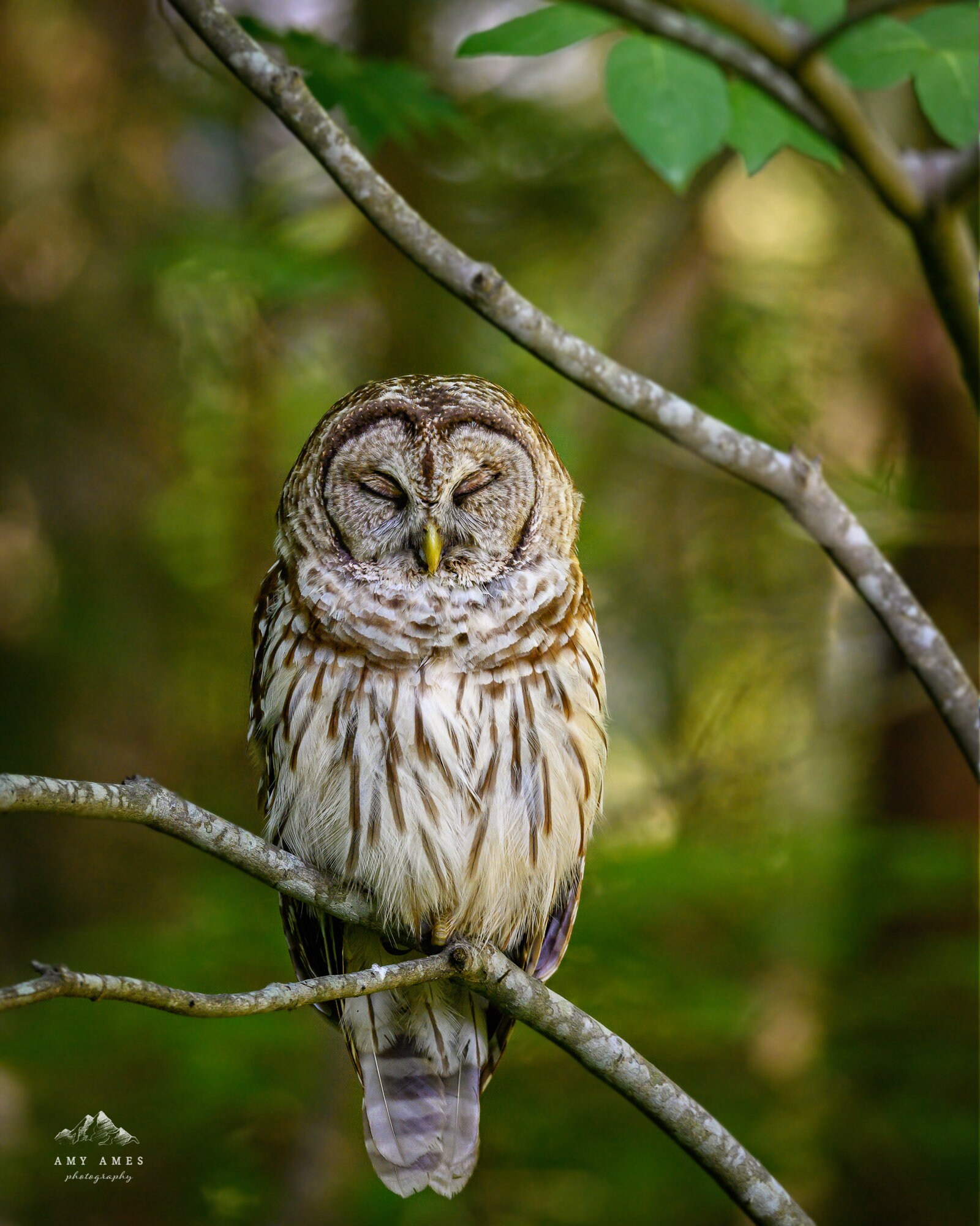 Barred Owl / Owl / North Carolina Photography Etsy