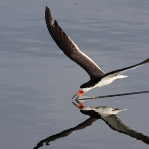 Black Skimmer in coastal Sarasota County, Fl
