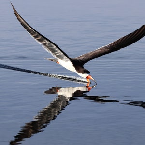 Black Skimmer, waterbird, coastal cruising for fish