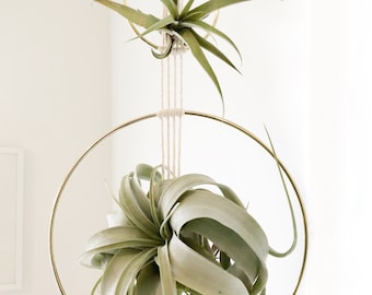 Air Plant Hanger / Macrame / Custom Color / Two Tier Plant Holder / Natural Cream / Helix