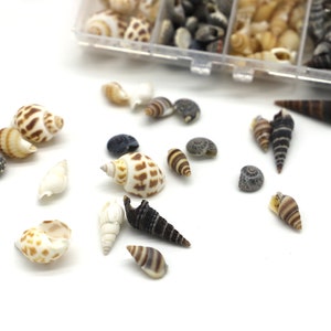 100 Kleine Muscheln, Mini Muschel zum Basteln, Resin Projekte und für Strand Kunst