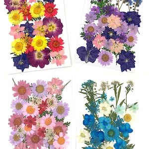 Dried Pressed Flowers for Crafts Pressed Flowers Mix Pack Dry Pressed  Flower Art Dried Real Flowers Card Making 145x106mm HM1031 