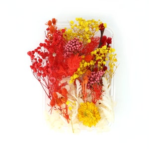 May include: A clear rectangular plastic container filled with an assortment of dried flowers in vibrant shades of red, yellow, orange, pink, and white. The collection includes baby's breath, small clusters of buds, and a single large yellow flower.