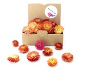 Strohblumen Helichrysum 60 Stück getrocknet gemischt farblich sortiert - zum Basteln, als Dekoration als Geschenk - Blumenköpfe