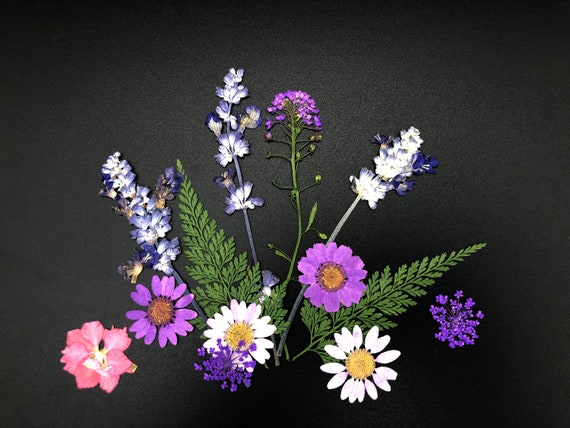 Blüten & Blumen Getrocknet Und Gepresst in Vielen Verschiedenen Farben Für Scrapbooking, Arbeit Mit Kunstharz, Wohndeko Uvm