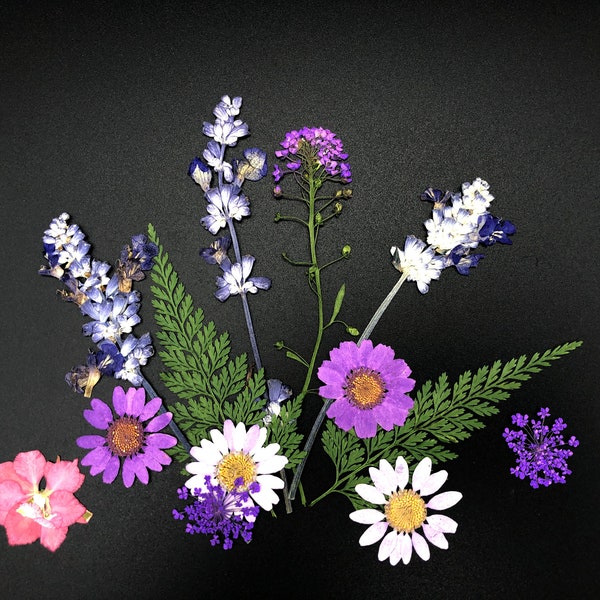 Blüten & Blumen getrocknet und gepresst in vielen verschiedenen Farben für Scrapbooking, Arbeit mit Kunstharz, Wohndeko uvm.