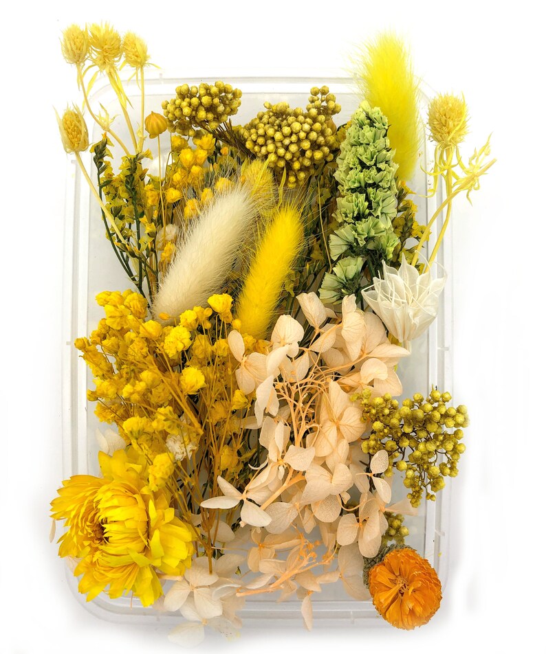 May include: A clear plastic container filled with an assortment of dried and preserved flowers in shades of yellow, cream, and light green. The collection includes fluffy bunny tails, small yellow blossoms, hydrangea petals, and a large yellow flower.