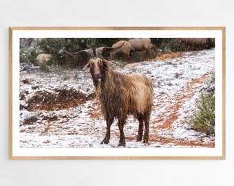 Scenic French Country Landscape Fine Art Photo : Goats in the Snowy Sainte Victoire Mountain - Art wall for Office - New Home Gift