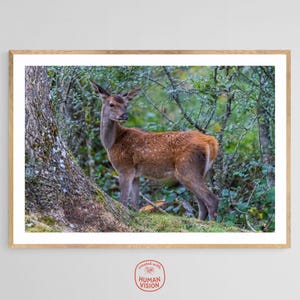 Deer in the Forest Photography Print | Fine Art Animal Photo | Nature Wall Art | Wildlife Photo Gift