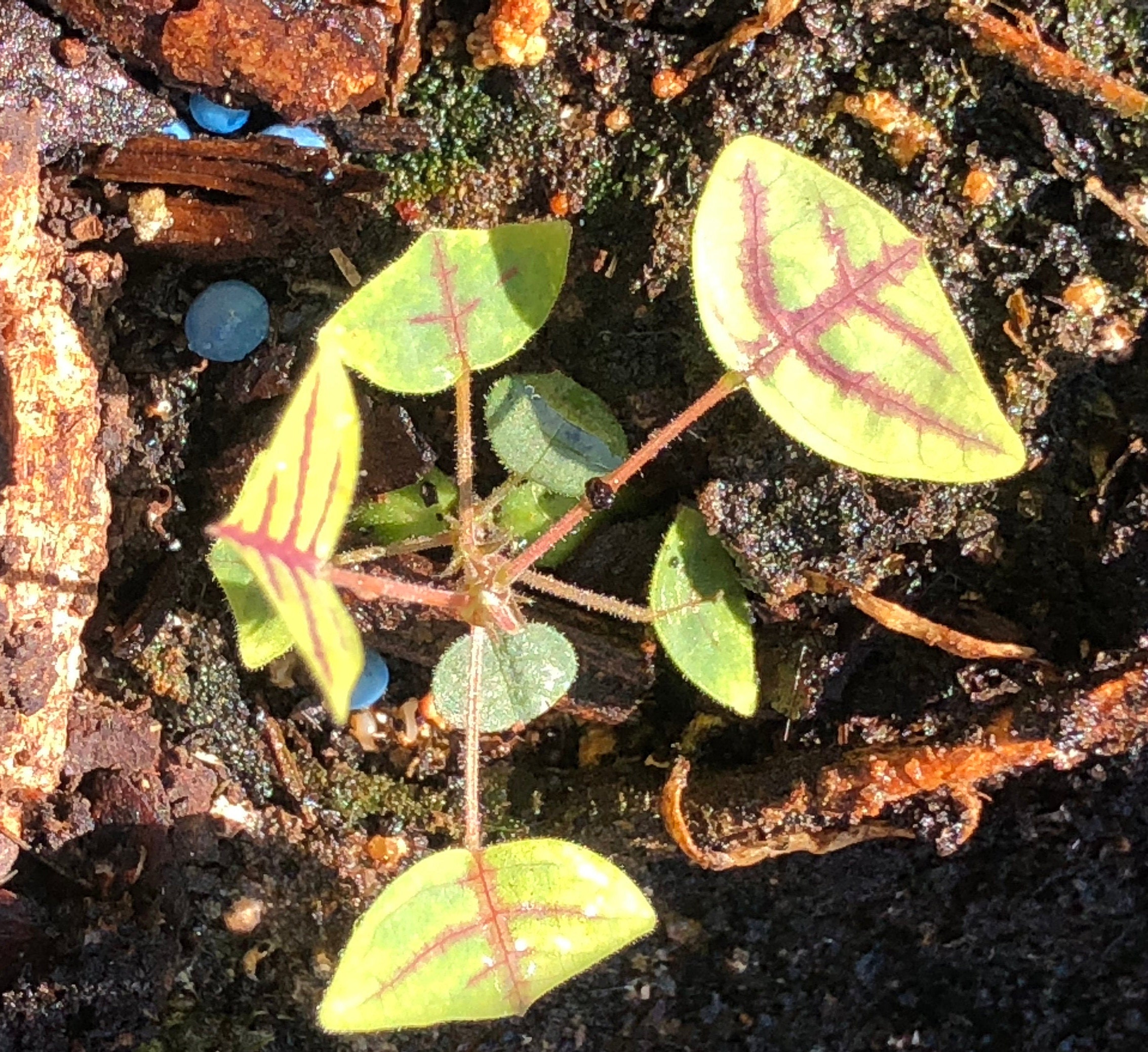Exotic Plant Seeds Rare Christia Obcordata 'Butterfly Wing' Plant Seeds -  Large Colorful Leaves, USA Grown, Exotic Perennial Wings Of A Butterfly