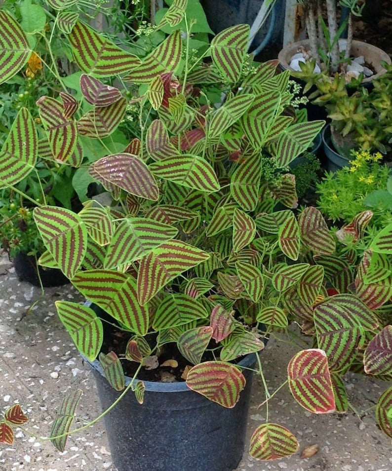 Organic LARGE LEAF Christia Obcordata or Butterfly Wing Plant Etsy