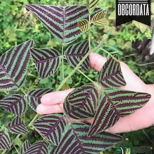 Rare Organic LARGE LEAF Christia Obcordata or Butterfly Wing Plant or Swallowtail plant - Fresh REAL seeds
