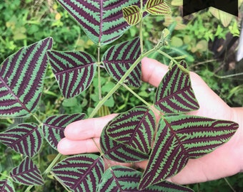 Planta Christia Obcordata Butterfly Wing orgánica de hojas grandes, de color intenso y poco común - Semillas frescas y auténticas